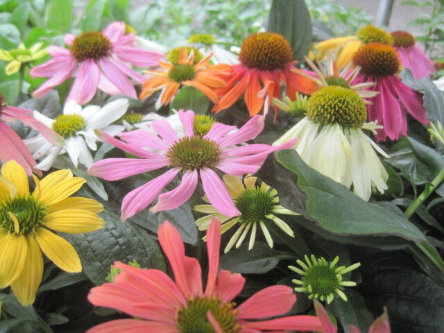 エキナセアの苗花色おまかせ3個セット（パープレア）【宿根草】【耐寒性】【耐暑性】【夏に咲く花】【イングリッシュ…