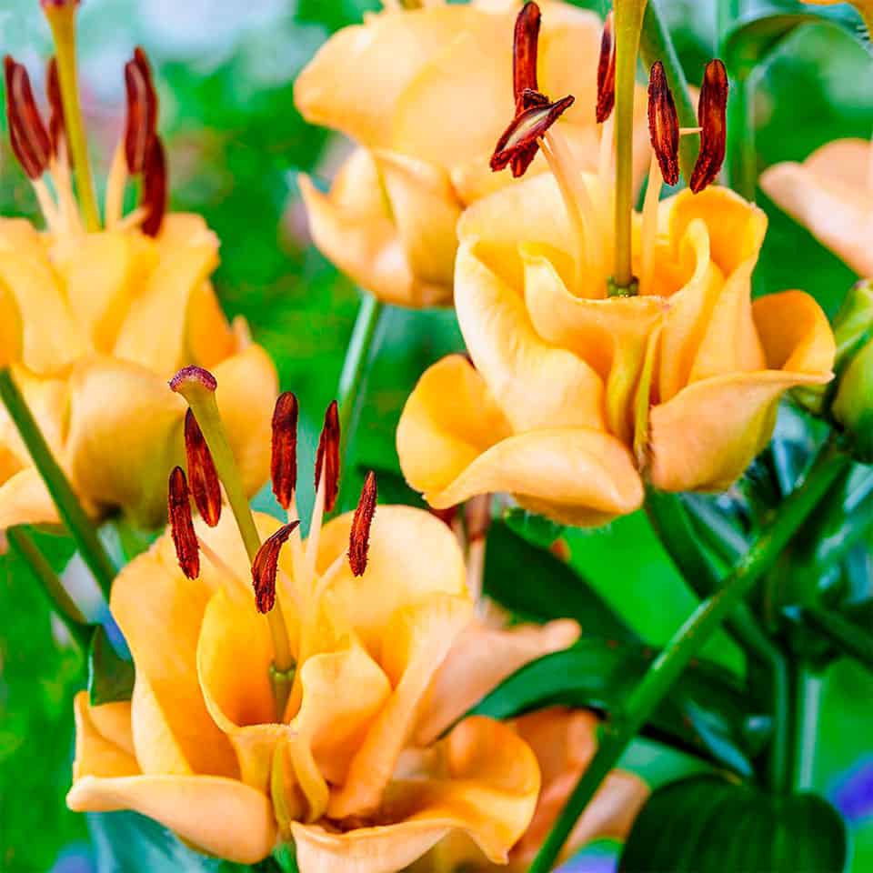 ゆりの球根アプリコットファッジ1球来年用