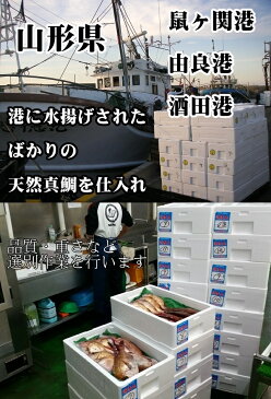 お食い初め 鯛 はまぐり 歯固め石 セット 400g 敷紙 鯛飾り 祝い箸 天然真鯛 焼き鯛 お祝い 料理 蛤 祝鯛 冷蔵