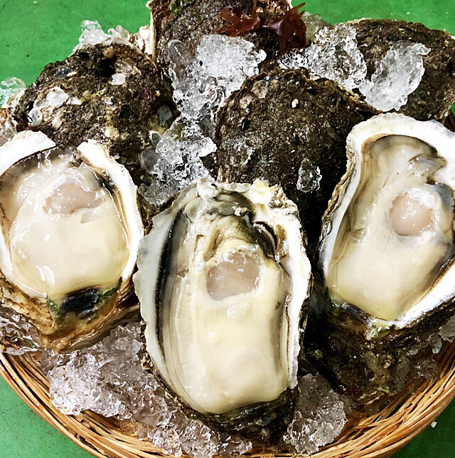 【岩牡蠣 天然 日本海産 大10個】 生食 カラ割り 2.6〜3.0k（260～300g） 殻付き 岩ガキ お中元 ギフト 贈答 バーベキュー