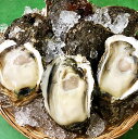 【岩牡蠣 天然 日本海産 大10個】 生食 カラ割り 2.6〜3.0k（260～300g） 殻付き  ...