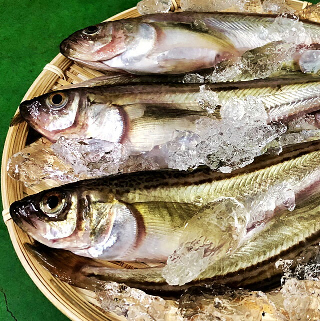 ハタハタ 子持ち 特大 1kg(500g×2P）8〜10尾 生冷凍 東北 山形県産 天然 旬 ぶりこ ...