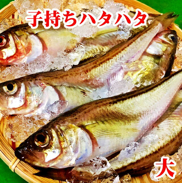 子持ち ハタハタ 大 1.5kg(500g×3P） 18〜21尾 生冷凍 東北 山形県産 天然 旬  ...