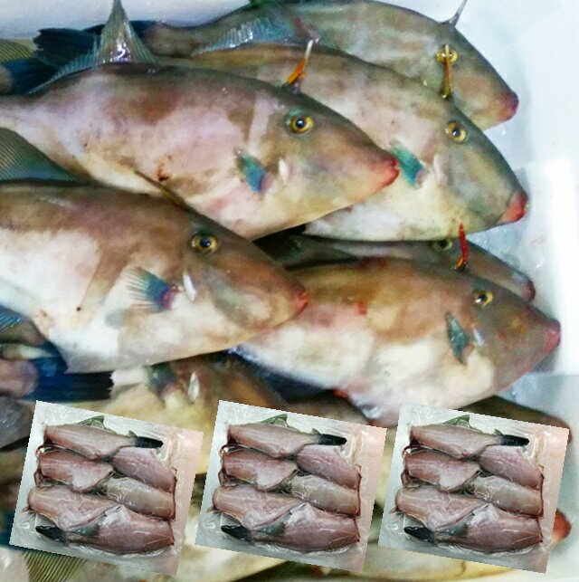 ウマヅラハギ 山形県産 500g4〜6尾 3パック 冷凍 鮮魚セット カワハギ ウマズラハギ【あす楽】