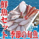 おまかせ 鮮魚セット 山形県庄内浜産 下処理無料 天然真鯛や甘鯛、メバルなど旬の鮮魚 【楽ギフ_のし】【楽ギフ_のし宛書】 - 山形 鮮魚と特産品の店長谷川