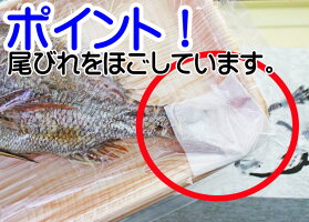 祝い鯛山形県産天然真鯛1尾300g前後冷蔵