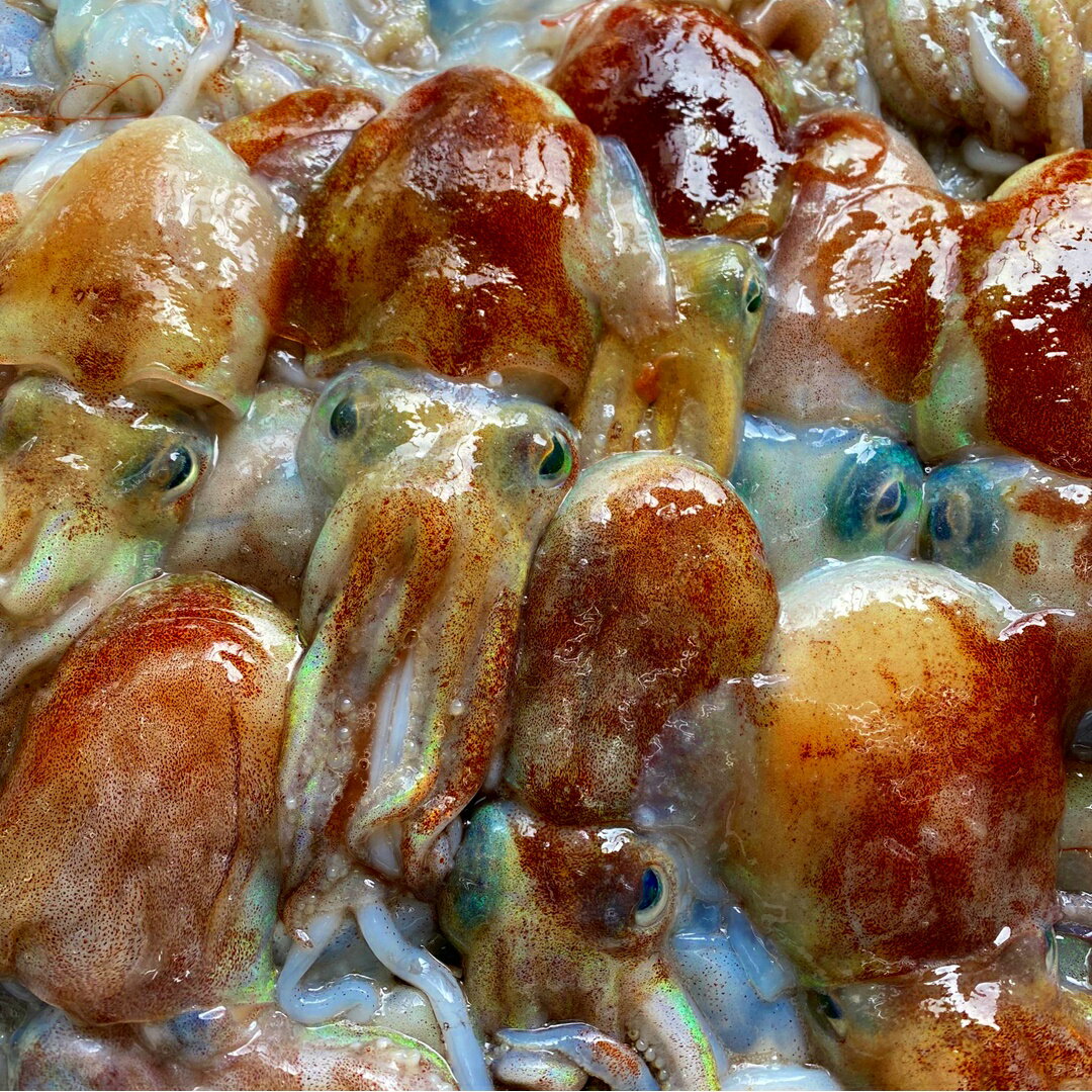 ボウズイカ（ミミイカ ミミダコ）冷凍 500g 3～5入 大サイズ 山形県産 加熱用 ミッキーマウス イカ 釣り餌