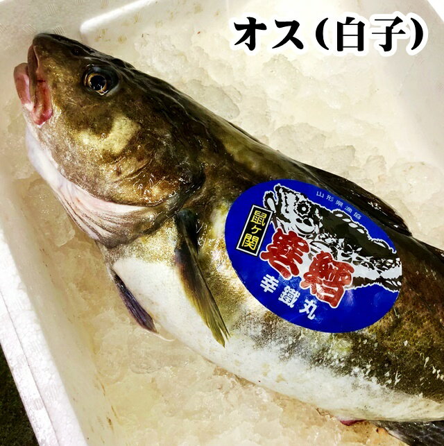 真鱈 寒鱈 オス 白子 約4kg1尾 (切身8〜10人前） 山形県産 マダラ 真ダラ 寒ダラ 鱈 1月中旬より順次発送