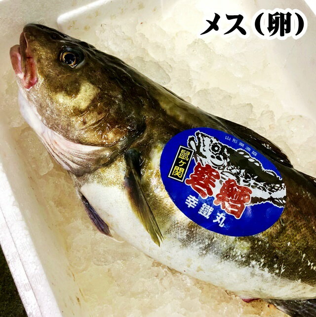 真鱈 寒鱈 メス たらこ 4kg（切身8〜10人前） 山形県産 マダラ 真ダラ 寒ダラ 鱈 1月中旬より順次発送のサムネイル