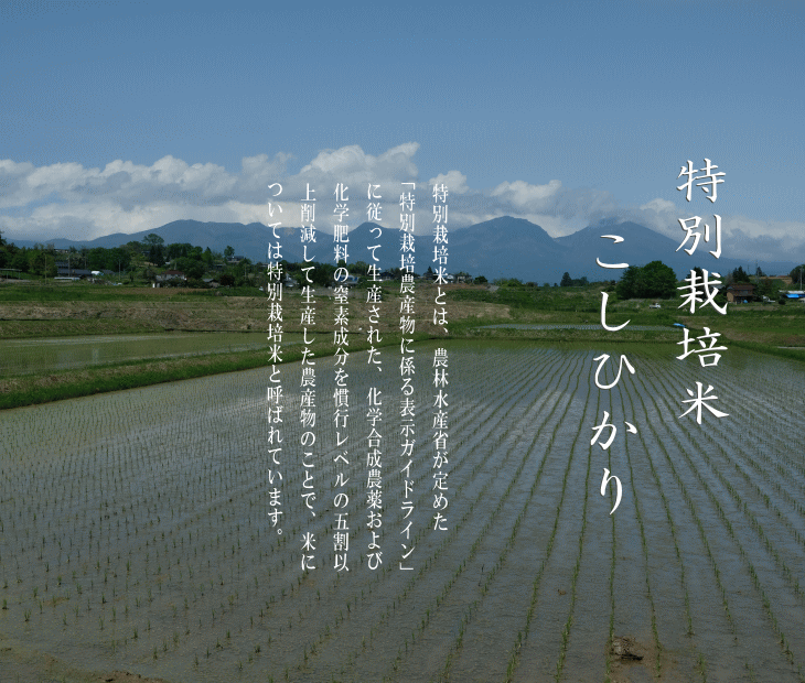 令和5年産 特別栽培米 こしひかり 御牧原産 1等米 白米 10kg 2