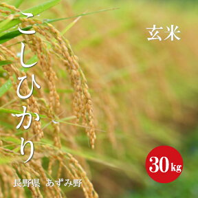 令和5年産 長野県 安曇野産 こしひかり 1等米 玄米 30kg