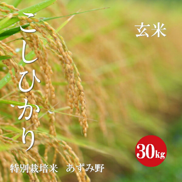 令和5年産 特別栽培米 こしひかり 安曇野産 1等米玄米 30kg