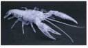 フジミ 自由研究シリーズNo.24 EX-3 いきもの編 アメリカザリガニ(透明)(自由研究24 EX-3)プラモデル 171005【フジミ】【49687281...