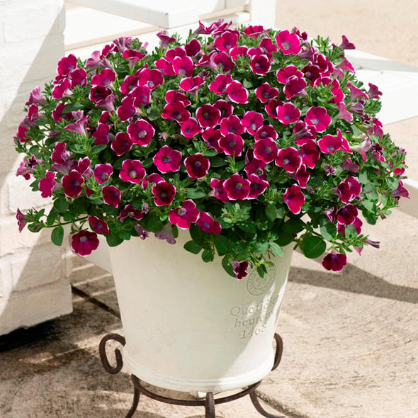 サントリーフラワーズ サフィニア　アート　あずきフラッペ　9cmポット苗　2株セットのサムネイル