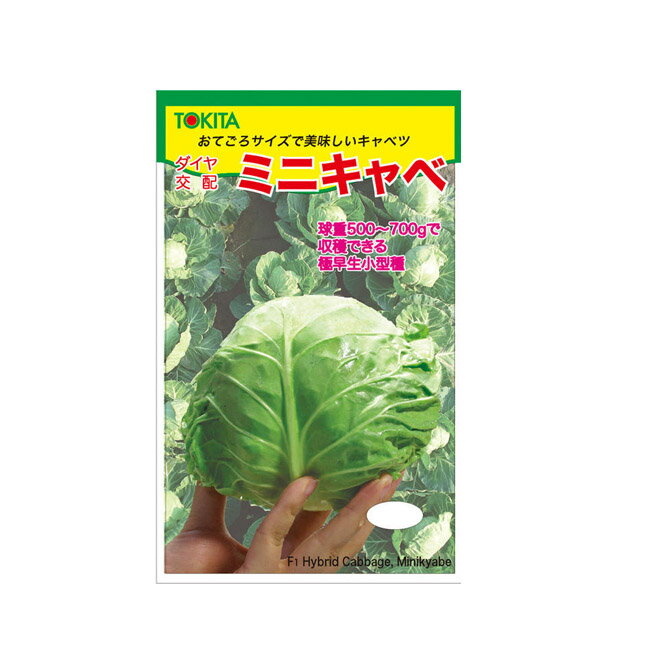 トキタ種苗 キャベツ 種 ミニキャベ 20mlのサムネイル