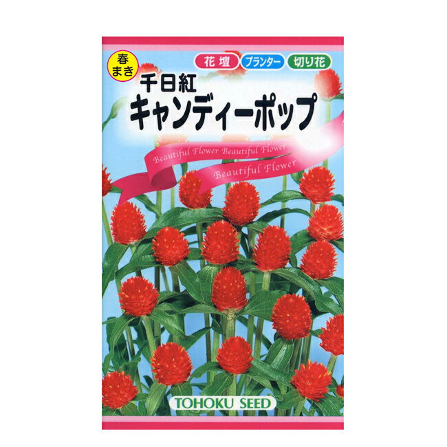 トーホク 花の種 千日紅 キャンディーポップ