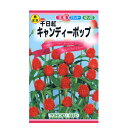 トーホク 花の種 千日紅 キャンディーポップ