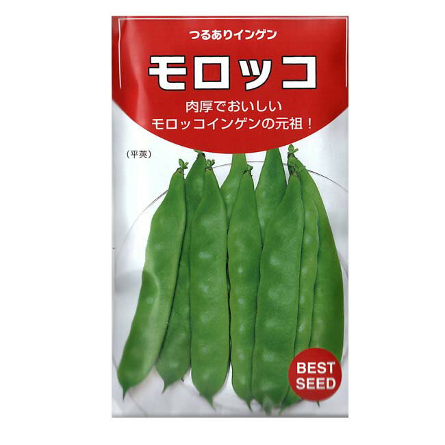 モロッコインゲン （つるあり） 種 モロッコ 50mlのサムネイル