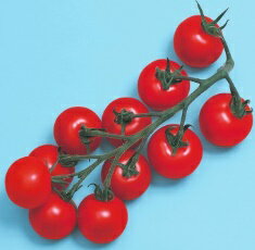 野菜の苗 中玉トマト Mr.浅野のけっさく 実生苗 9cmポットのサムネイル