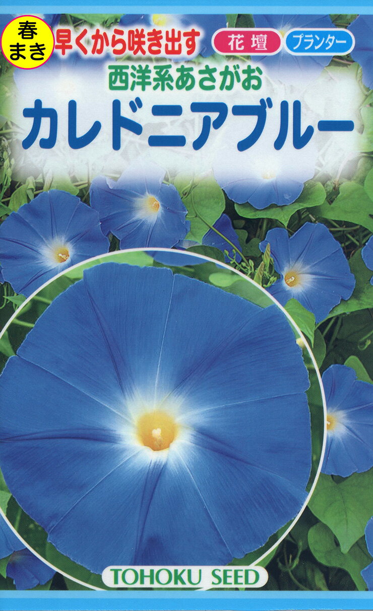 牵牛花 - 花の種 トーホク 西洋系あさがお カレドニアブルー