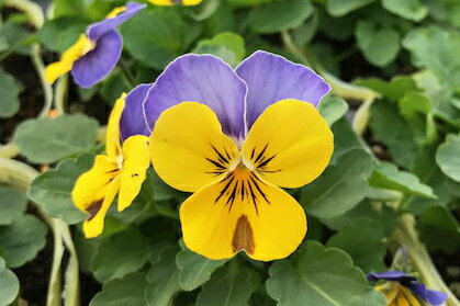 ビオラ 苗 F1ソルベ イエローブルージャンプアップ 4株