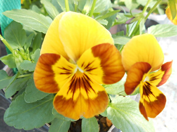 ビオラ 苗 F1ソルベ ハニービー4株