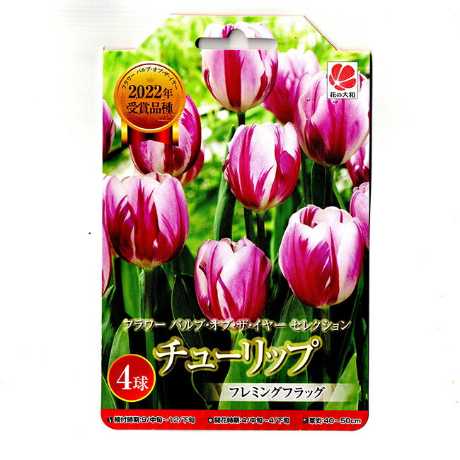 花の大和 チューリップ 球根 フレミングフラッグ 4球のサムネイル