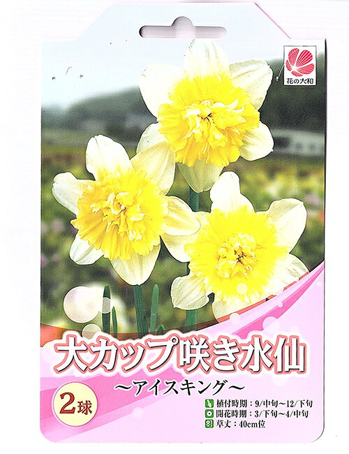 花の大和 大カップ咲き水仙 球根 アイスキング 2球のサムネイル