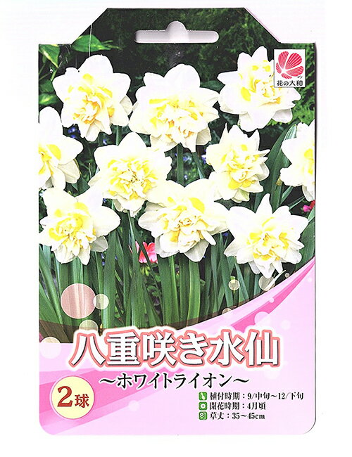 花の大和 八重咲き水仙 球根 ホワイトライオン 2球のサムネイル