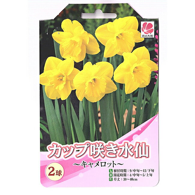 花の大和 水仙 球根 カップ咲き水仙 キャメロット 2球のサムネイル
