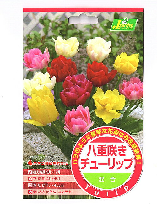 カネコ種苗 チューリップ 八重咲き 混合 6球