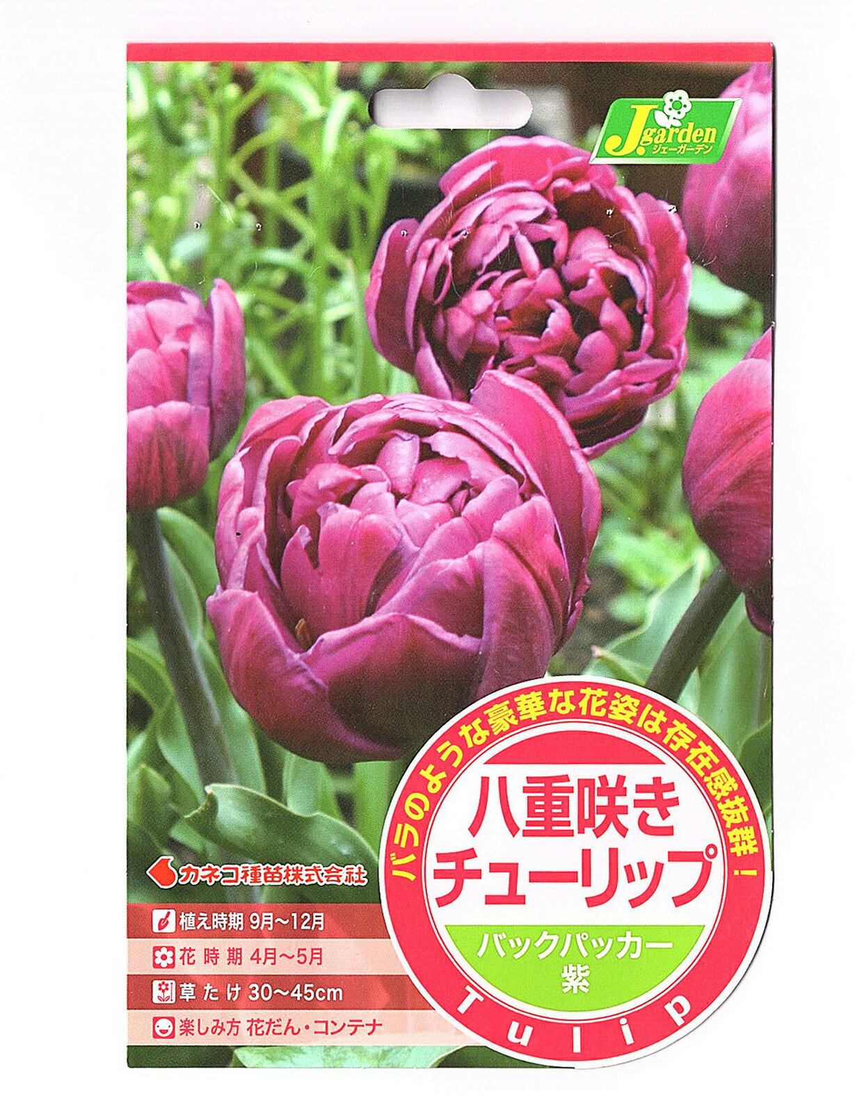 カネコ種苗 チューリップ 八重咲き バックパッカー 5球