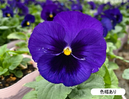 商品画像2