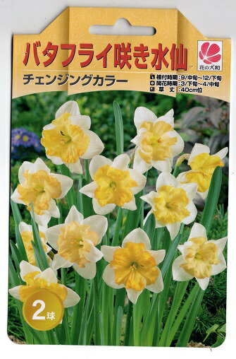 花の大和 バタフライ咲き水仙 球根 チェンジングカラー 2球のサムネイル