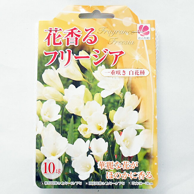 花の球根 花香るフリージア 一重咲き 白花種 10球のサムネイル