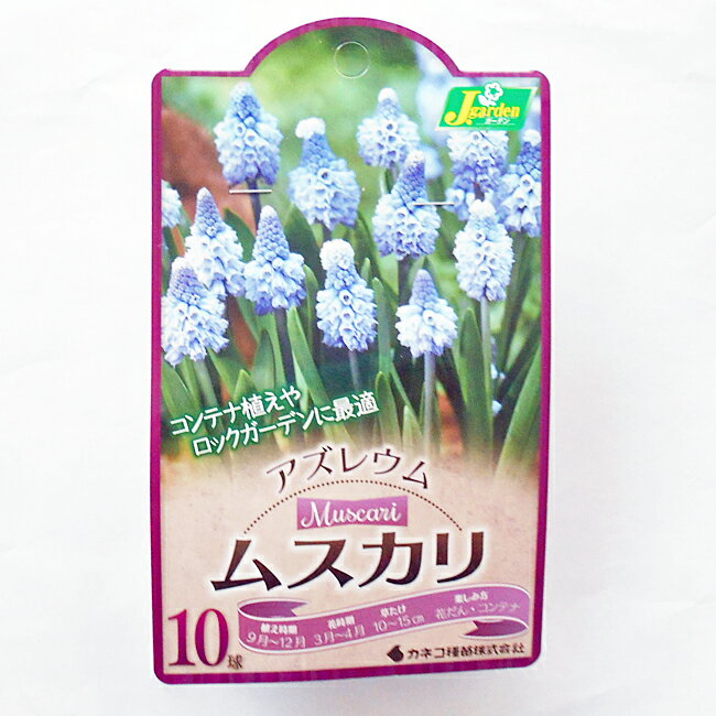 カネコ種苗ムスカリ球根アズレウム10球