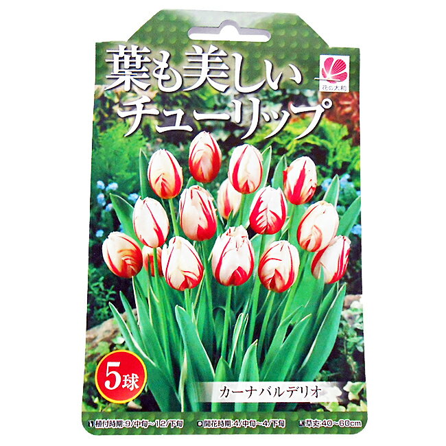 花の大和 葉も美しい チューリップ 球根 ガーナバルデリオ 5球のサムネイル