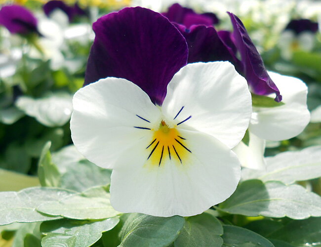 ビオラ 苗 ソルベ ホワイトジャンプアップ 4株