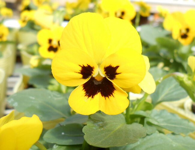 ビオラ 苗 ソルベ イエローブロッチ4株