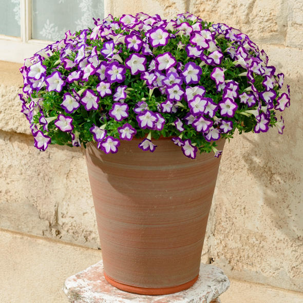 サントリーフラワーズ サフィニア　アート　江戸しぼり　9cmポット苗　2株セットのサムネイル