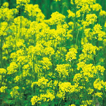 タキイ種苗 緑肥用からしな 黄花のちから 1kg