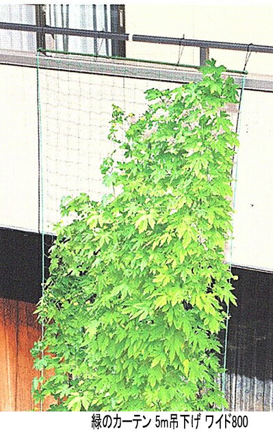 第一ビニール 緑のカーテン 5m吊下げ ワイド800