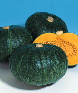 タキイ種苗 カボチャ 種 ほっこり133 100粒