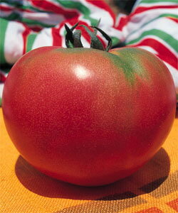 トマト 種 サターン 1000粒 タキイ種苗