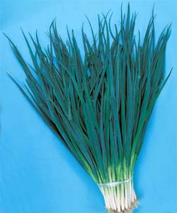 野菜種 ネギ 浅黄系九条 1dl