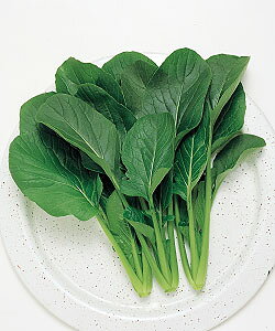 ●食味がよく、煮食・漬物に適したお手軽野菜。●草姿は立性でコマツナに似て、葉は濃緑色でやや長めの倒卵形。葉柄が折れにくく、結束が容易。●播種後35日程度から収穫ができ、周年にわたって生産・出荷が可能。 ●環境適応能力が高く、冷涼・中間・暖地まで、幅広く適応する。 ■種苗会社：タキイ種苗 ■数量：2dl ■納期について取寄せ商品の為、通常2〜5営業日程で出荷いたしております。メーカー欠品の場合は、ご注文をお受けできない場合や納期をご相談させていただく場合がございます。予めご了承ください。　