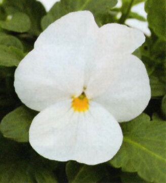 ビオラ苗 ソルベXP ホワイト 4株