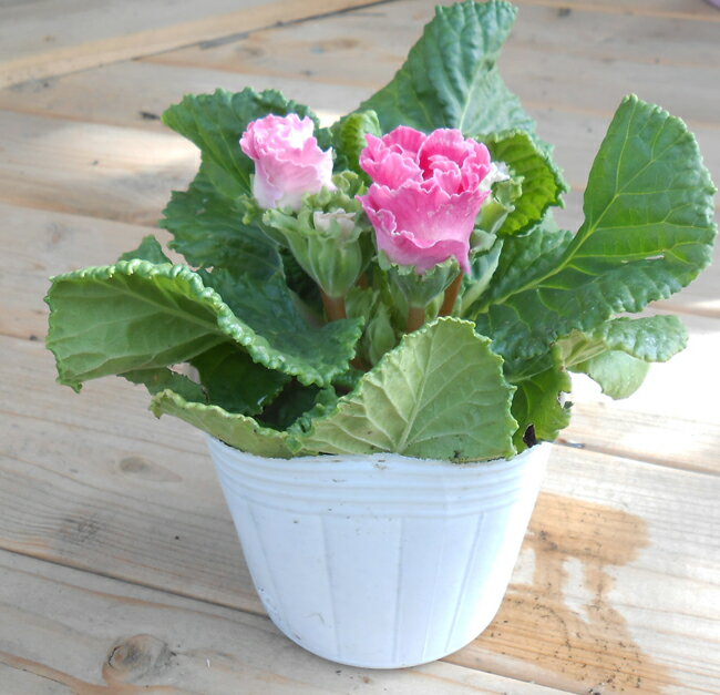 プレミアム バラ咲きジュリアン イチゴのミルフィーユ 2株セットのサムネイル