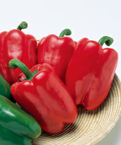 タキイ種苗 パプリカ 種 フルーピーレッドEX 500粒