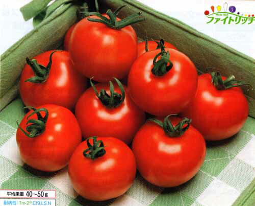Spring Vegetables - タキイ種苗 中玉トマト 種 フルティカ 1000粒